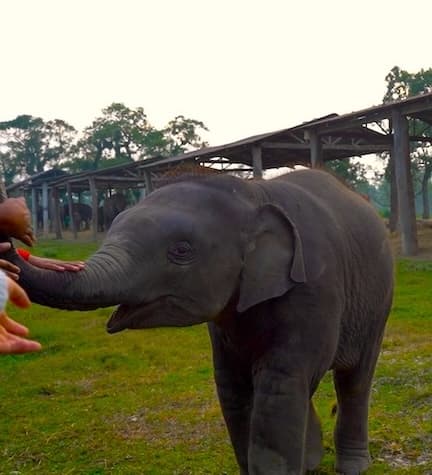 Elephant Breeding Centre