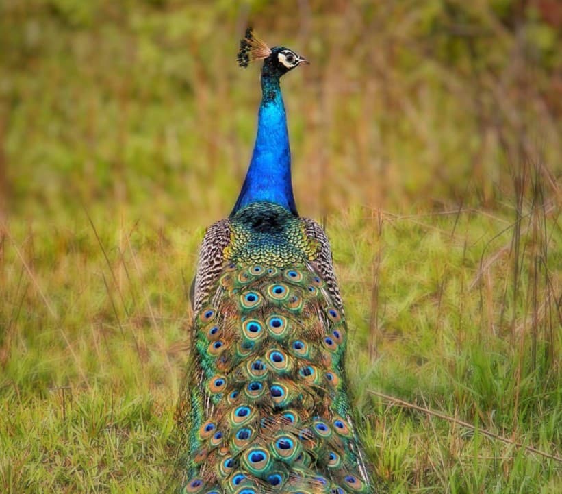 A peacock displaying its plumage in the grasslands of Chitwan National Park, Sauraha, Nepal
