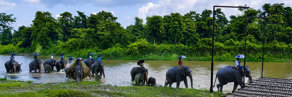 Elephants and mahouts crossing a river near the jungle in Sauraha