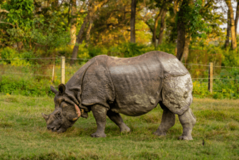10 Rare Animals You Can See in Sauraha & Chitwan National Park (2026) — Sauraha Nepal travel guide