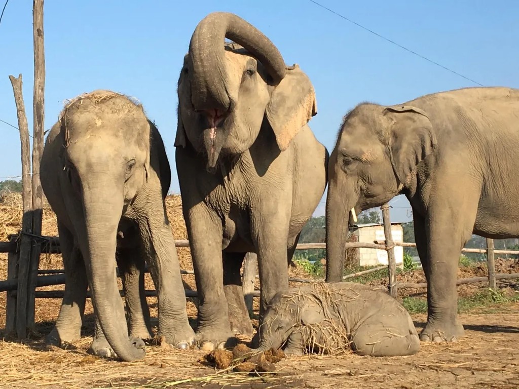 Elephant Care Nepal